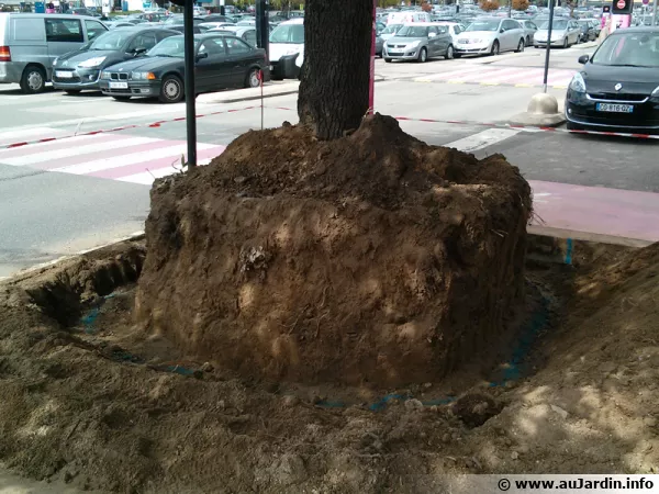 La transplantation d'un arbre