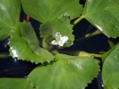 Chtaigne d'eau, Mcre nageante, Truffe d'eau,Trapa natans