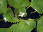 Chtaigne d'eau, Mcre nageante, Truffe d'eau,Trapa natans