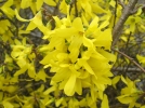Conseils de jardinage de Mars