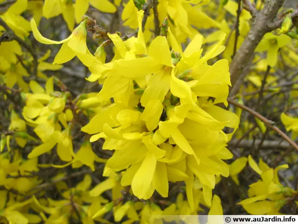 Le forsythia, un des premiers arbustes  fleurir en mars