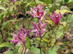 Fleurs de Tricyrtis formosana, Lis crapaud de Formose
