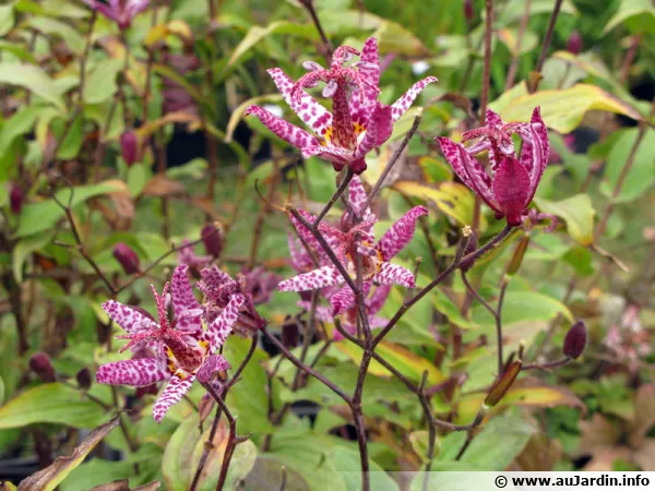 Fleurs de Tricyrtis formosana, Lis crapaud de Formose