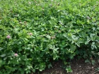 Trfle des prs, Trfle violet, Trifolium pratense