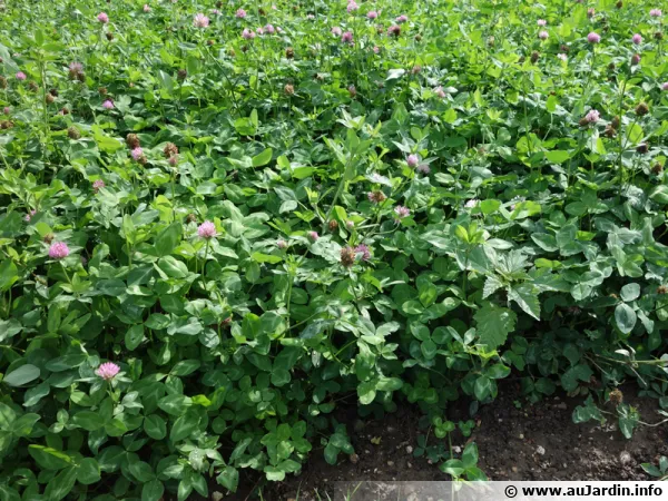Des engrais au potager pour amliorer la structure du sol et le fertiliser