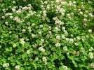 Tr�fle blanc, Tr�fle rampant, Trifolium repens
