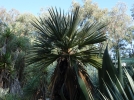 Palmier trident, Trithrinax campestris