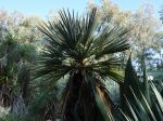 Palmier trident, Trithrinax campestris Palmier trident, Trithrinax campestris