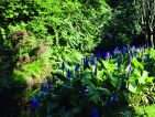 L'arboretum de Trompenburg en Hollande, vue 2 L'arboretum de Trompenburg en Hollande, vue 2
