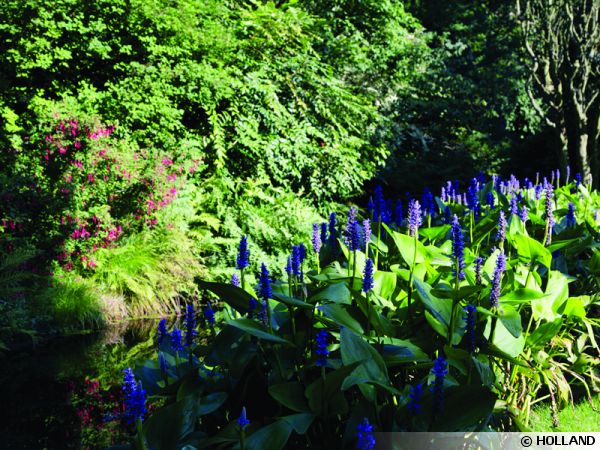 L'arboretum de Trompenburg en Hollande