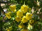 Capucine tub�reuse d'hiver, Tropaeolum brachyceras