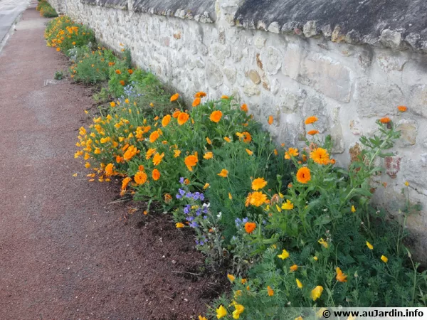 Des pavots du plus bel effet en bordure de mur sur le trottoir