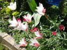 Tulipe de l'�cluse, Tulipe de Perse, Tulipe radis, Tulipa clusiana