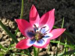 Tulipe botanique, Tulipa humilis