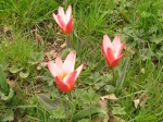 Tulipa kaufmanniana 'Heart's Delight'