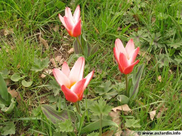 Tulipa kaufmanniana 'Heart's Delight'