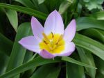 Tulipe de Crète, Tulipa saxatilis