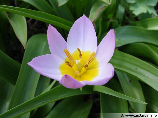 Tulipe des bois, Tulipe sauvage, Tulipa sylvestris : planter, cultiver,  multiplier