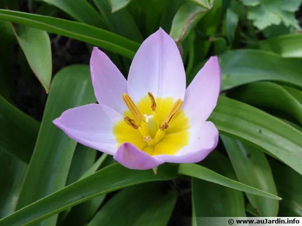 Tulipe de Crte, Tulipa saxatilis