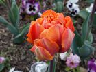 Questions fréquentes sur la tulipe