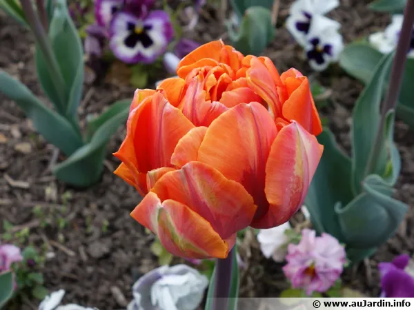 Une tulipe orange très double !!