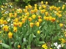 Prolonger la saison des tulipes