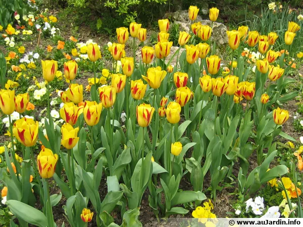 Tulipe Triomphe 'Washington' en massif au printemps