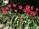 Les tulipes botaniques