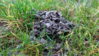 Ces petits tas de terre qui valent de l'or : tout savoir sur le turricule