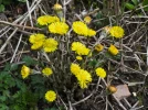 Tussilage, Pas-d��ne, Chasse-toux, Chou de vigne, Tussilago farfara