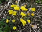 Tussilage, Pas-dne, Chasse-toux, Chou de vigne, Tussilago farfara