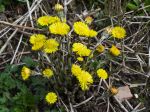 Tussilage, Pas-d’âne, Chasse-toux, Chou de vigne, Tussilago Farfara Tussilage, Pas-d’âne, Chasse-toux, Chou de vigne, Tussilago Farfara