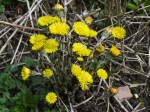 Tussilage, Pas-d��ne, Chasse-toux, Chou de vigne, Tussilago Farfara