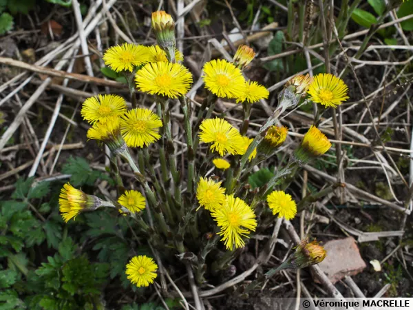 Tussilage, Pas-d’âne, Chasse-toux, Chou de vigne, Tussilago Farfara