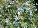 Etoile du sud, Tweedia caerulea