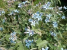 Etoile du sud, Tweedia caerulea