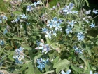 Etoile du sud, Tweedia caerulea