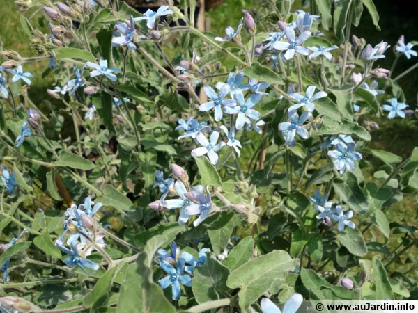 Etoile du sud, Tweedia caerulea