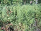 Ajonc d'Europe, Ulex europaeus