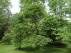 Orme de Chine, Ulmus parviflora