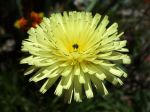La fleur de la chicorée amère, Urospermum dalechampii La fleur de la chicorée amère, Urospermum dalechampii