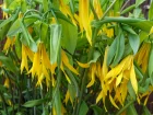 Uvulaire  grandes fleurs, Uvularia grandiflora