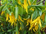 Uvulaire � grandes fleurs, Uvularia grandiflora
