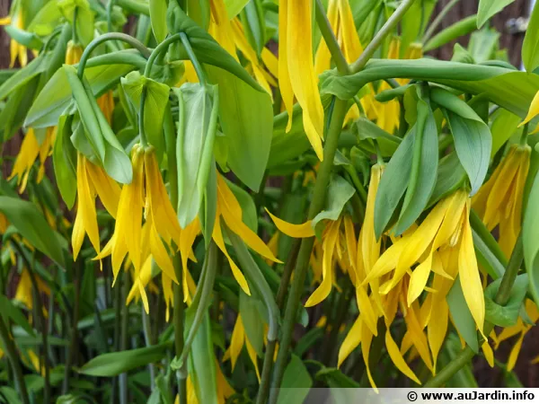Uvulaire à grandes fleurs, Uvularia grandiflora