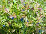 Myrtille sauvage (Vaccinium myrtillus) sur le Plateau des Glières, Haute-Savoie, France