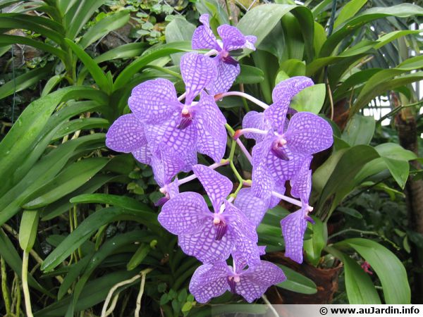 La vanda, une orchidée à la floraison bleue spectaculaire