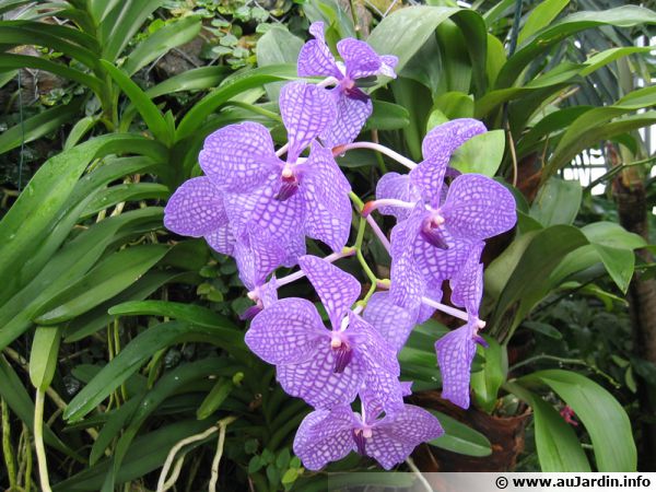 Comment cultiver et entretenir une orchidée Vanda ?