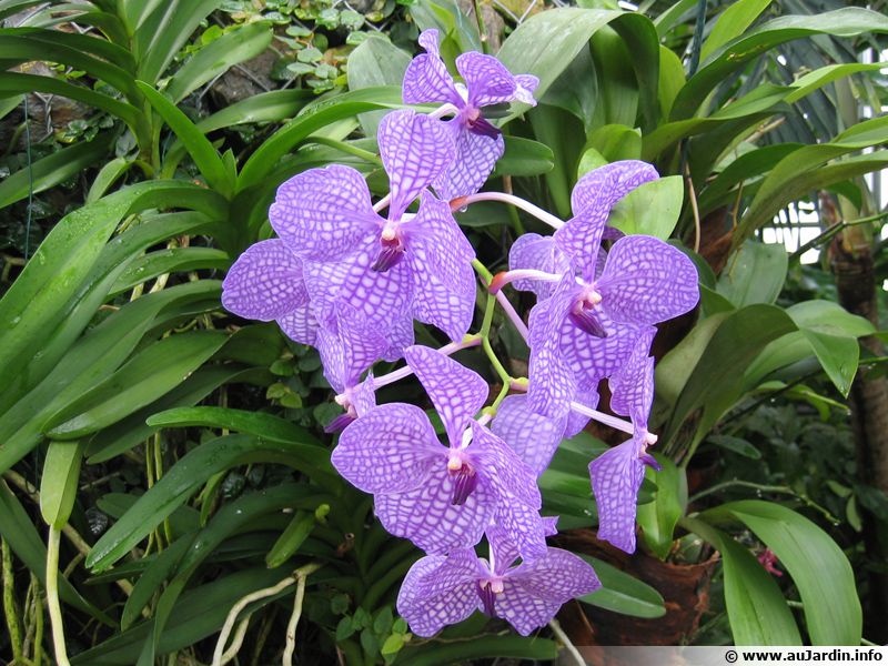 Vanda Planter Cultiver Multiplier