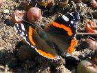 Vulcain (Vanessa atalanta)