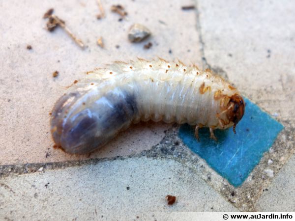 Un gros blanc... mais que deviendra-t-il ? Cétoine ou Hanneton ?